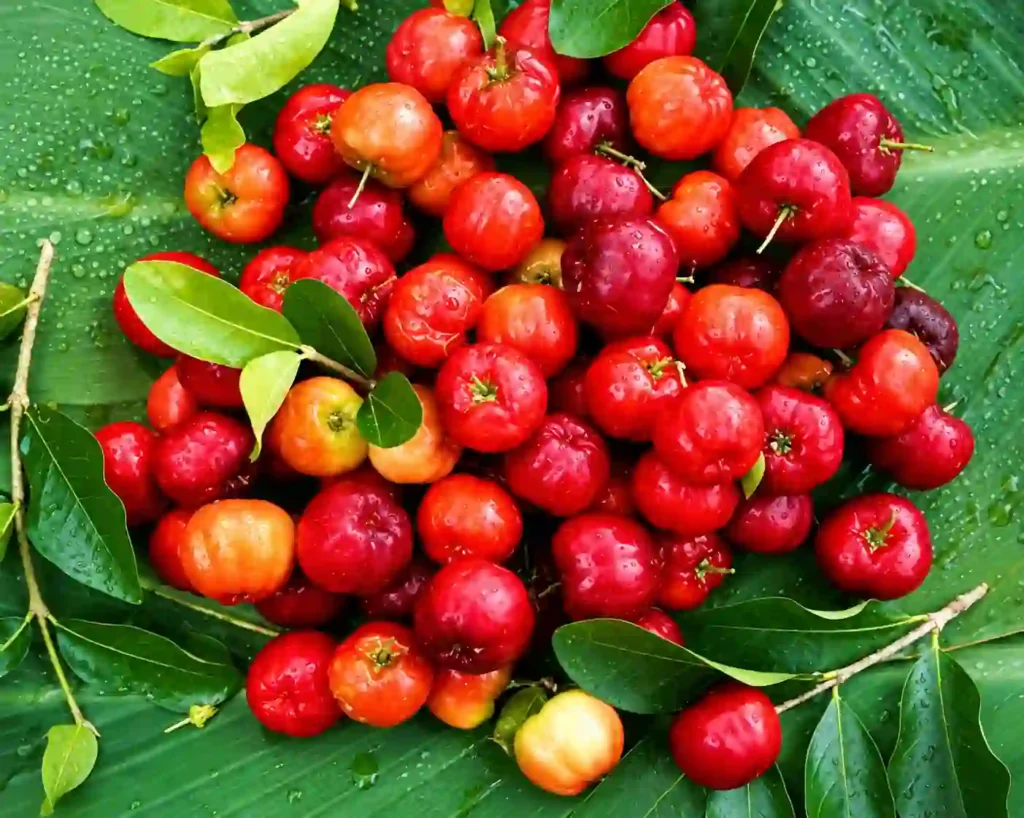 Acerola Cherry