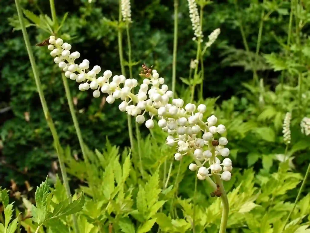 Black Cohosh