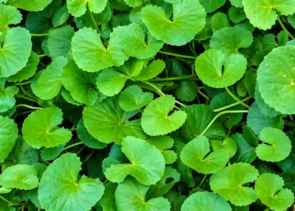 Gotu Kola