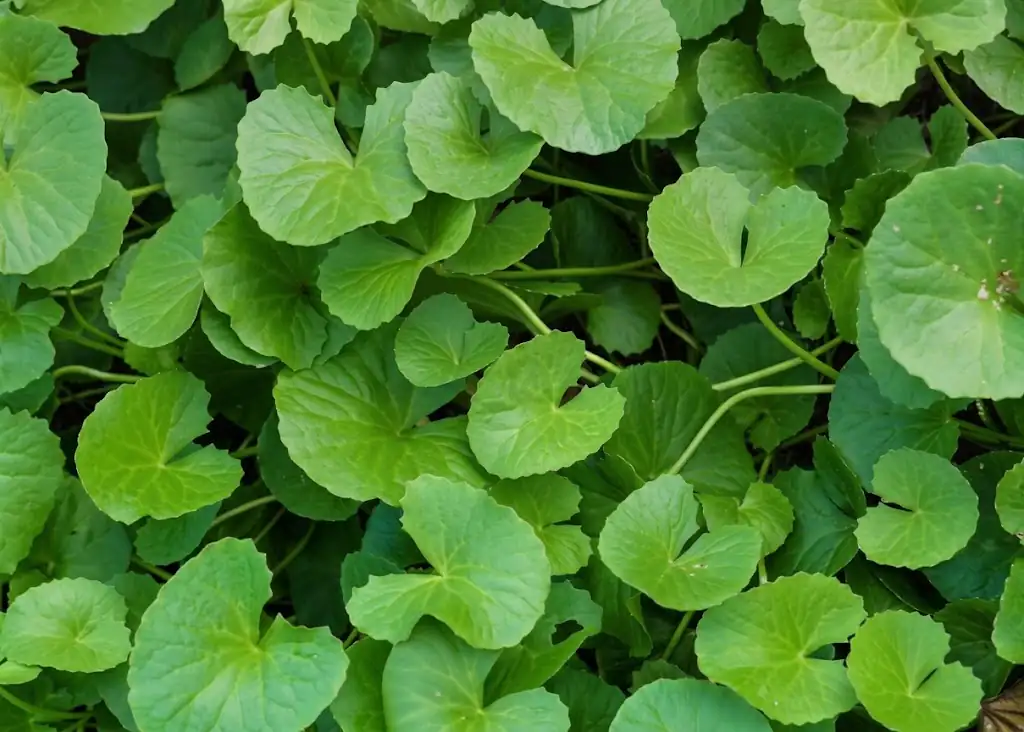 Gotu Kola