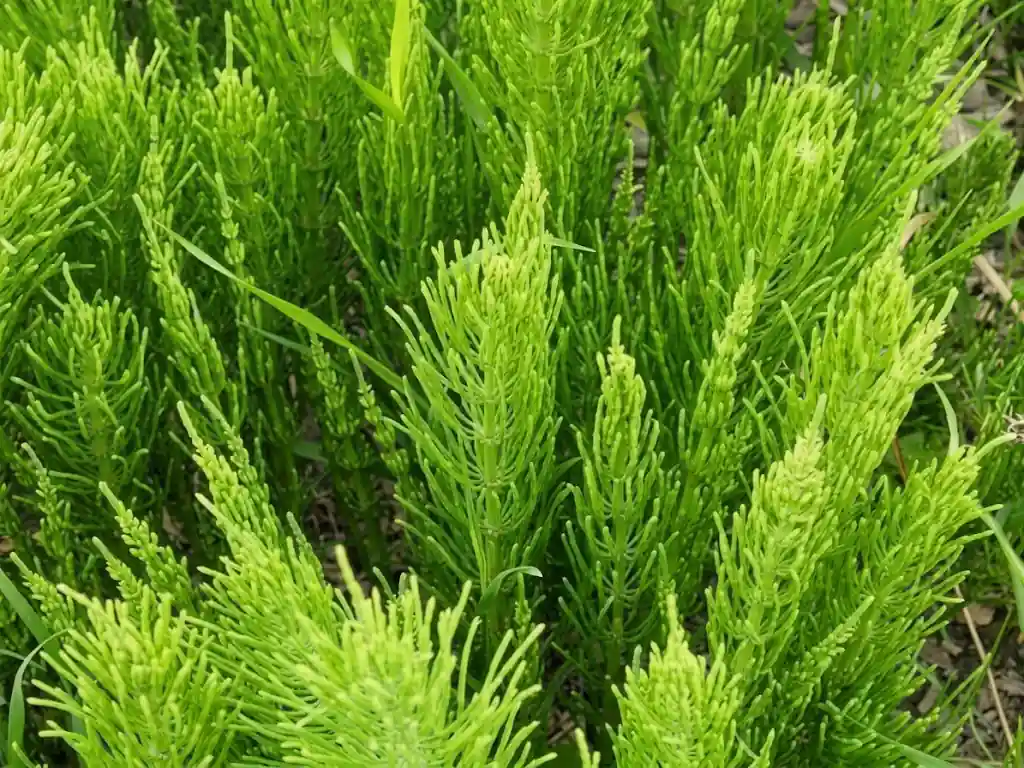 Horsetail Extract