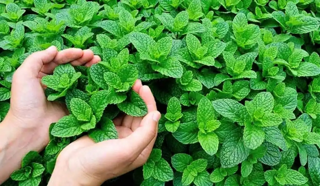 Menthol