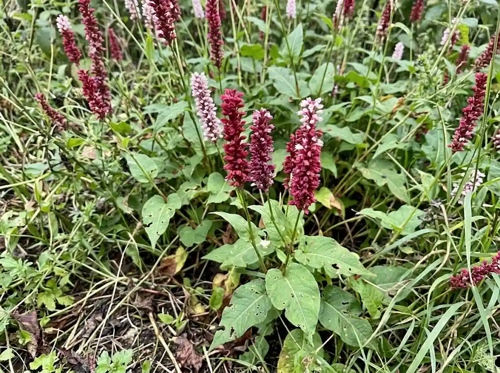 Polygonum Multiflorum
